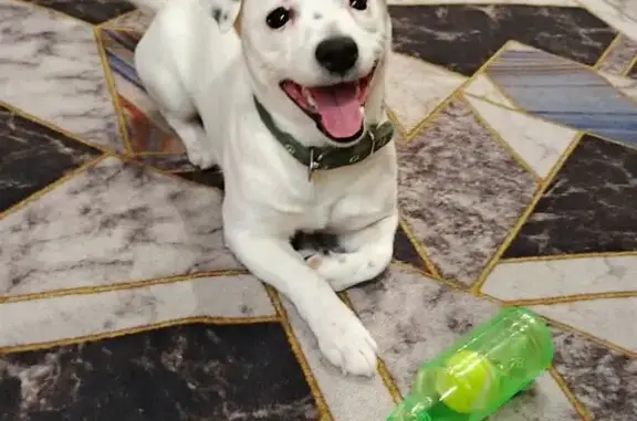 Потерянные животные Няндома, фото: Пропала собака, Северная улица, 12, Няндома - Джек-Рассел-Терьер, чисто белый с черными пятнышками