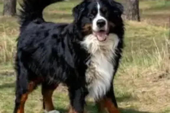 Пропал собака, Пластуновская, Краснодарский край - крупный, чёрный с белой грудью - photo