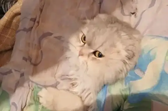 Найдена кошка, Изобильный, фото: Найдена кошка, улица Грязнова, Изобильный - пушистый с плоской мордой