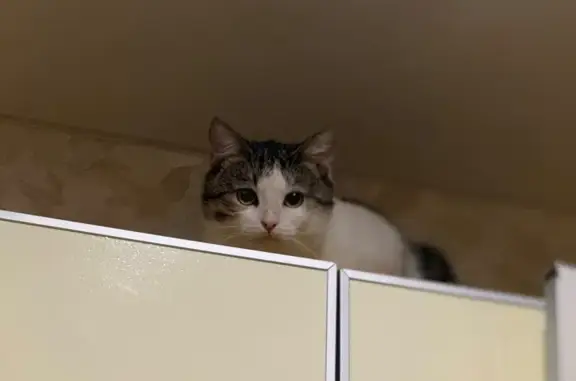 Пропал кот, проспект Мира, Набережные Челны - ласковый и доверчивый - photo