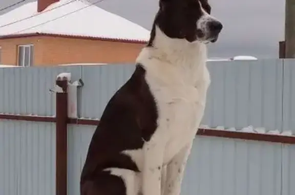 Пропал собака, Клубная улица, Березники - помесь лайки и немца, шоколадный окрас - photo