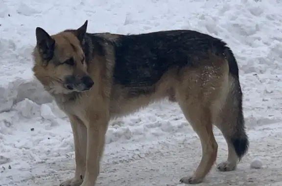 Найденные животные Салават, фото: Найден собака, Заречная улица, 17, Салават - овчарка без ошейника