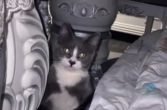 Пропала кошка, Центральная улица, 61, Клин - откликается на Алиса, очень пугливая - photo