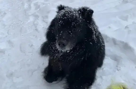 Найдена собака, Самара, фото: Найдена собака, проспект Кирова, 346, Самара - чёрная, мохнатая в синей шлейке