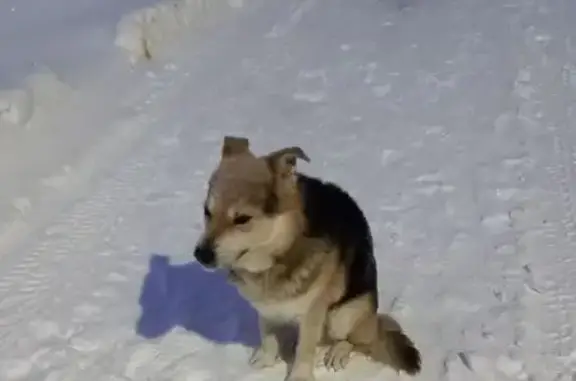 Найдена собака, Владимир, фото: Найдена собака, Новгородская улица, 30 к1, Владимир - хромает на левую заднюю лапу
