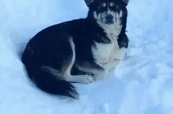 Найдена собака, Донское, фото: Найдена собака, Советская улица, Донское - чёрный с белым