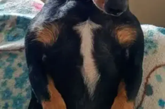 Пропала собака, улица Ворошилова, 3, Кемерово - кроличья такса - photo