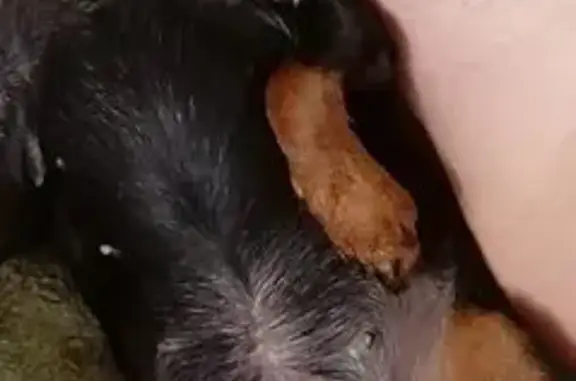 Собаки потеряшки, Москва, фото: Потеряшка собака, Мячковский бульвар, Москва - черная с подпалинами, коричневый комбинезон