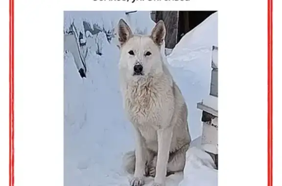 Найденные животные Сергиев Посад, фото: Найден собака, улица Энгельса, Сергиев Посад - пёс дружелюбный и пугливый