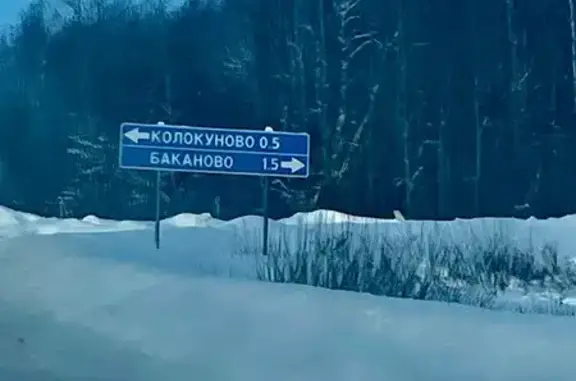 Найдена собака, Курбское, фото: Найдена собака без ошейника, Курбское сельское поселение, Ярославская область