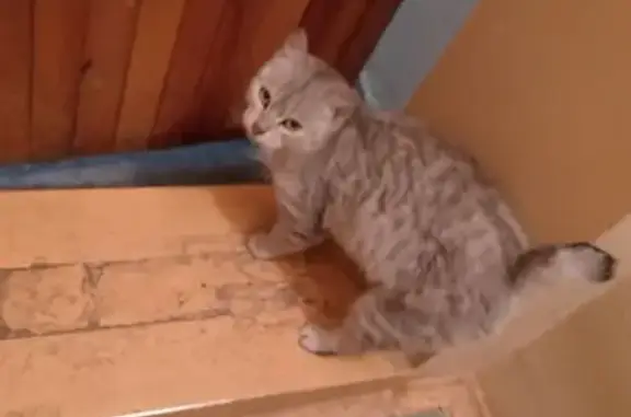 Найдена кошка, Абакан, фото: Найдена кошка, улица Черттыгашева, 131, Абакан - ласковая, хвост купирован