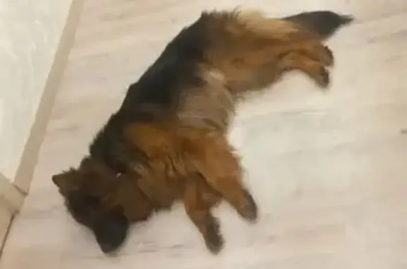 Найденные животные Новосибирск, фото: Найден собака, Ленинградская улица, Новосибирск - немецкая овчарка длинник