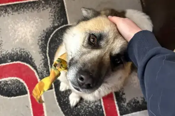 Найдена собака, Шуя, фото: Найдена собака, женский пол, 1-я Шубная улица, 23, Шуя