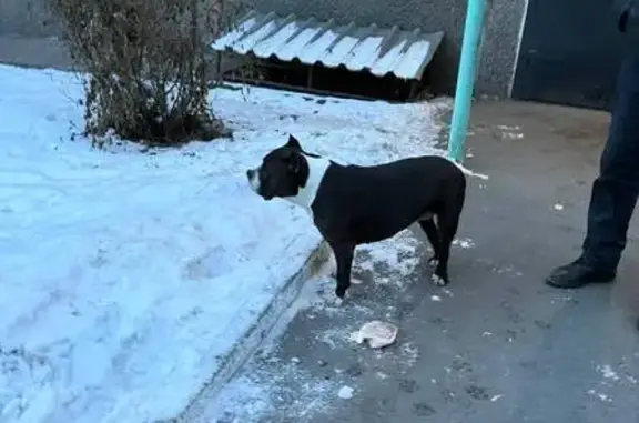 Найденные животные Абакан, фото: Найдена собака, улица Ивана Ярыгина, 18, Абакан - черно-белый окрас, сучка