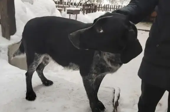 Найдена собака, Екатеринбург, фото: Найдена собака, девочка, Московский тракт, Екатеринбург