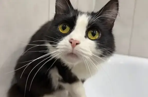 Пропал кот, улица Ползунова, Тула - пугливый и очень добрый - photo