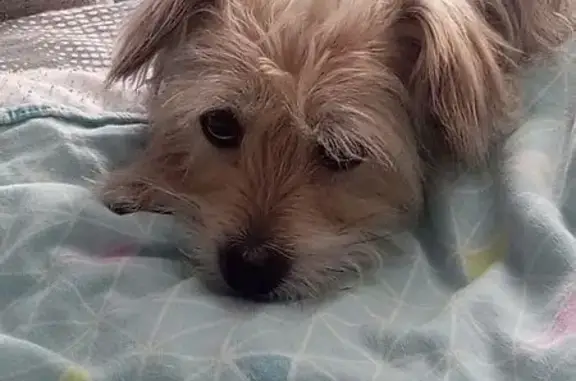 Пропал собака, улица Кирова, 1, Первоуральск - коричнево-белочерная окраска - photo