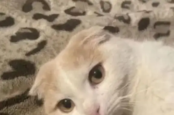 Пропал кот, Общественная улица, 1, Новый Кяхулай - бело-нежно оранжевый, любит детей - photo