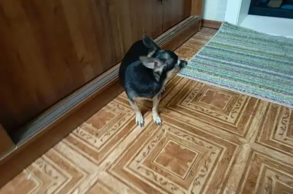 Найдена собака, Северск, фото: Найдена собака, улица Славского, 10, Северск - мальчик, порода вроде той терьер