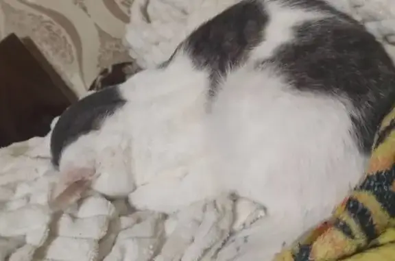 Пропала кошка, улица Алашеева, Инза - серо-белая, пугливая - photo