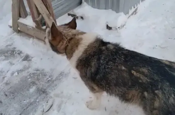 Пропала собака, Монастырская улица, 96, Пермь - серая, в ошейнике - photo