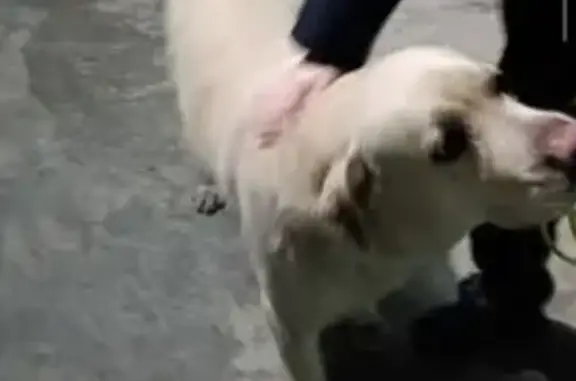 Найденные животные Абакан, фото: Найдена собака, улица Ломоносова, Абакан - светлый, упитанный, с кожаным ошейником