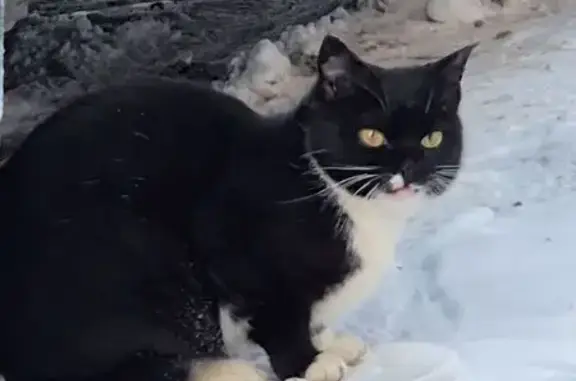 Найдена кошка, Подольск, фото: Найдена кошка, район Щербинка, Подольск - прячется под машинами