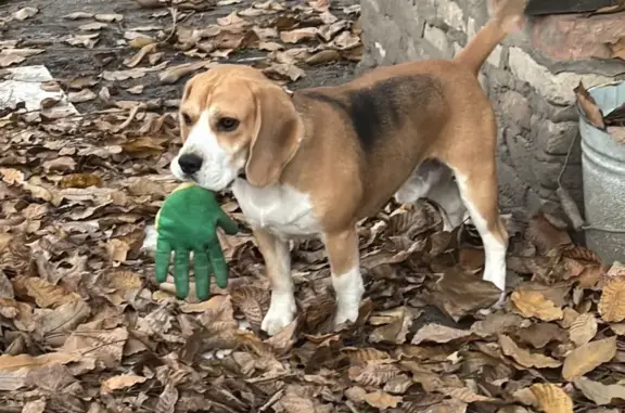 Собаки потеряшки, Волгоград, фото: Потеряшка собака, Енотаевская улица, Волгоград - бигль Лордик и такса Тим
