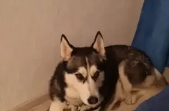 Собаки потеряшки, Сущёвское, фото: Потеряшка собака, Сущёвское сельское поселение, Костромская область - хаска, девочка, окрас черно-белый