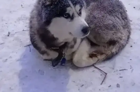 Найдена собака, Тула, фото: Найдена собака, улица Вильямса, 8, Тула - чёрный кожаный ошейник