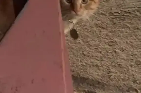 Найдена кошка, Ростов-на-Дону, фото: Найден кот, 13-я линия, 93, Ростов-на-Дону - рыжий с зелёным ошейником