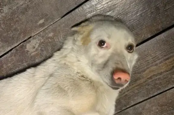 Собаки потеряшки, Калининград, фото: Потеряшка собака, Ялтинская улица, 66 к3, Калининград - кличка Туман