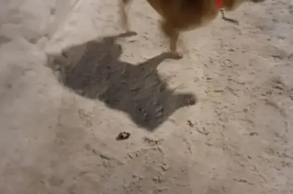 Найдена собака, Москва, фото: Найдена собака, Ташкентский переулок, 5 к2, Москва - сиба-ину в ошейнике