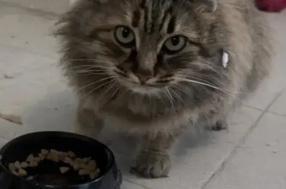 Найдена кошка, Таганрог, фото: Найдена кошка, улица Героев Подпольщиков, 2, Таганрог - пушистая с, кажется, сломанным хвостиком