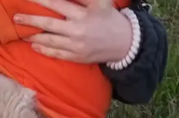 Пропал собака, Ленинградская улица, 6, Аша - золотистый окрас породы Кокер спаниель - photo