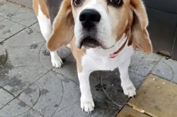 Пропала собака, Северная улица, 17, Анапа - большие уши, добрая - photo