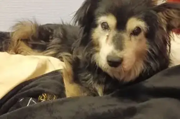 Найдена собака, Омск, фото: Найдена собака, улица Рабиновича, 108, Омск - пожилая, плохо видит и слышит