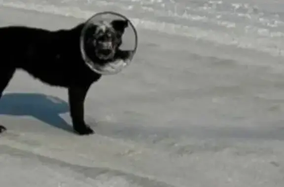 Собаки потеряшки, Малые Вязёмы, фото: Потеряшка собака, 52Р, Малые Вязёмы - сбежала из ветклиники