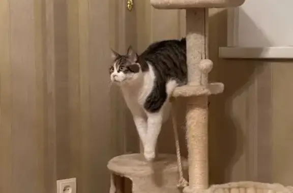 Пропала кошка, Парковая улица, 23, Черкесск - очень ласковая и добрая - photo