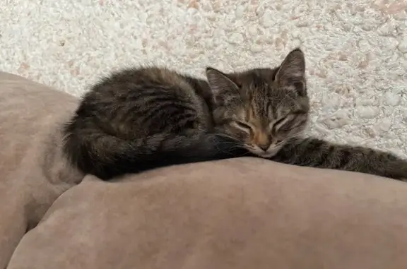 Пропала кошка, район Ильинки, Алексеевка - маленькая девочка - photo