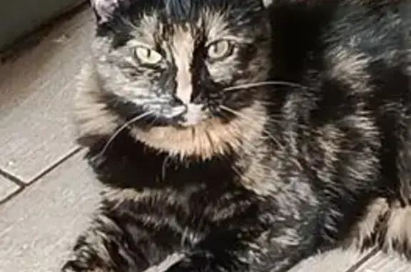 Пропала кошка, Центральная улица, 168Б, Кораблино - черепаховая, своенравная - photo