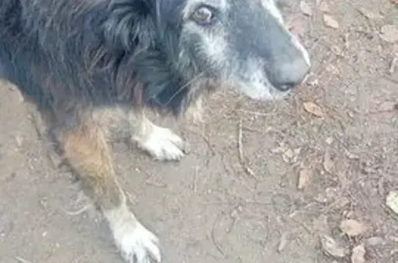 Пропал собака, Соколовая улица, 104, Саратов - чёрно-коричневый, морда седая - photo