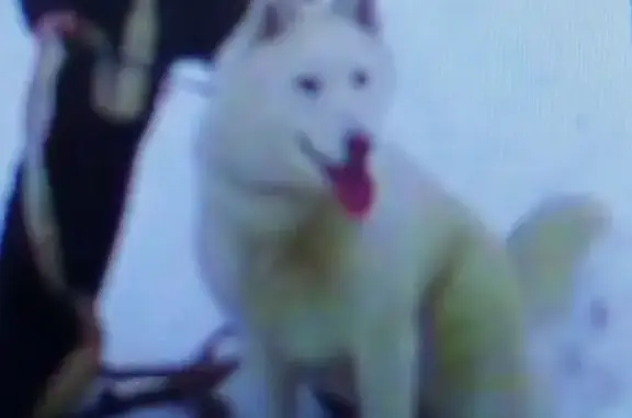 Пропала собака, переулок Черняховского, 7, Тюмень - белая - photo