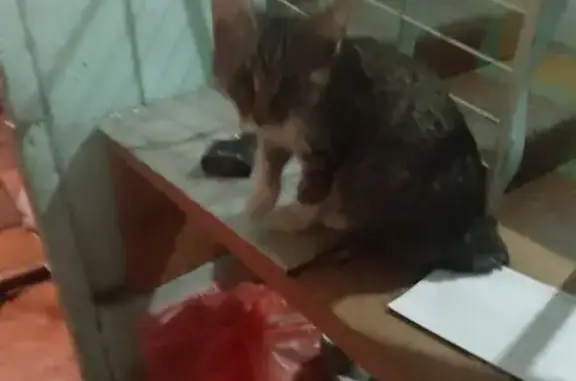 Найдена кошка, Саратов, фото: Найден кот, улица Радищева, 11, Саратов - серый с обрубленным хвостом