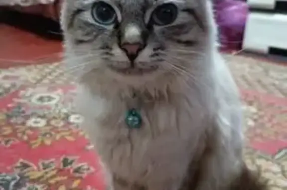 Пропал кот, улица Чкалова, Колпна - серо-белый с голубыми глазами - photo