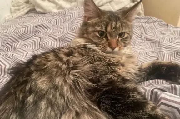 Пропала кошка, проспект Ильича, 9А, Первоуральск - кисточки на ушах - photo