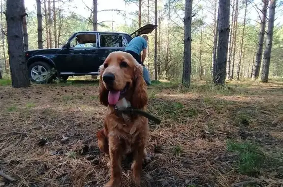 Пропал собака, мужской, Васильковый переулок, 4, Назарово - рыжий с серебристой цепью - photo