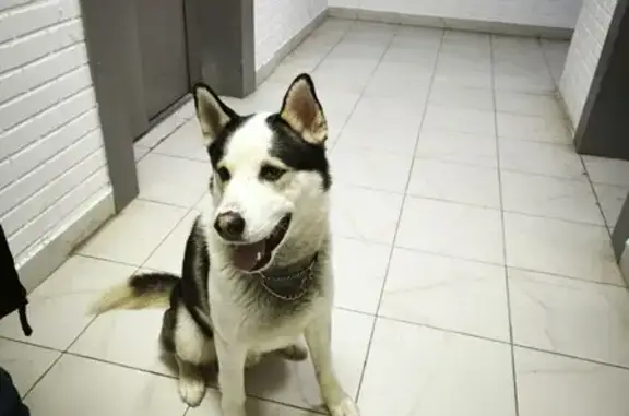 Найдена собака, Домодедово, фото: Найден собака, мужской, улица Творчества, 5, Домодедово - ошейник, знает команды