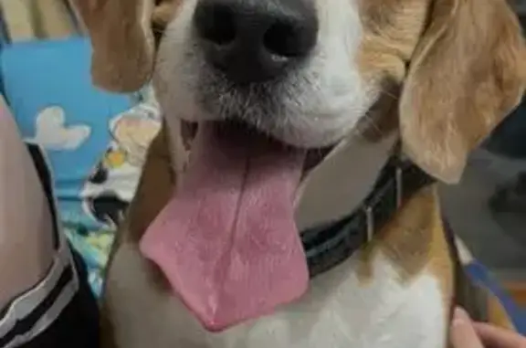 Пропал собака, Насыпная улица, 3, Оренбург - красный ошейник - photo