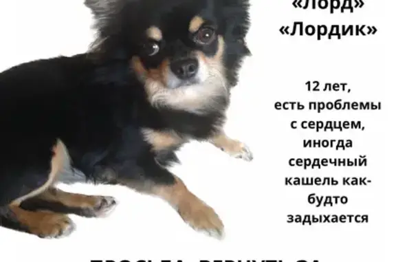 Пропал собака, 3-й Сахалинский переулок, 19, Ростов-на-Дону - чёрный длинношерстный чихуа - photo